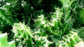 Euphobia lactea dragon bones false cactus hatrack cactus plant close up Royalty Free Stock Photo
