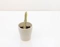 Euphorbia Lactea white ghost cactus in ceramic pot on white isolated background. Selective focus Royalty Free Stock Photo