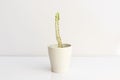 Euphorbia lactea white ghost is a striking succulent with almost white stems lacking the chlorophyll-bearing tissues necessary to Royalty Free Stock Photo