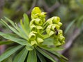 Euphorbia lambii, a Gomeran endemic specie in La Gomera on the Canary Island