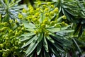 Euphorbia lambii, Tree Euphorbia Royalty Free Stock Photo