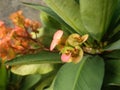 Euphorbia lophogona is flower with beautiful color