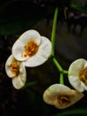 Euphorbia lophogona flower isolated on a black background, this flower is suitable as an ornamental plant in the home page