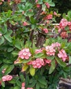 Euphorbia lophogona plants growing in a garden