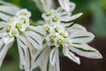 Euphorbia marginata flower macro shot in greenhouse