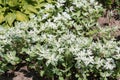 Euphorbia marginata or Snow-on-the-mountain plants. General view of group of flowering plants in garden