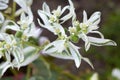 Euphorbia spurge white leaves and flowers