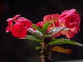 Euphorbia mili flower plant red petal pink leaf blossom branch bouquet shrub produce spring rose wildflower