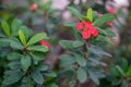 Euphorbia mili red with beautiful flowers blooming Royalty Free Stock Photo