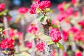 Euphorbia milii, also called crown of thorns, Christ plant or Christ thorn. Plant with blooming red or pink flowers, green leaves Royalty Free Stock Photo