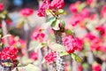 Euphorbia milii, also called crown of thorns, Christ plant or Christ thorn. Plant with blooming red or pink flowers, green leaves Royalty Free Stock Photo