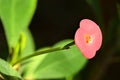 Euphorbia milii, the crown of thorns, Christ plant, or Christ thorn flowers Royalty Free Stock Photo