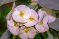 Euphorbia milii Crown of thorns flower during spring, Cape Town, South Africa