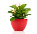 Euphorbia milii (crown of thorns) Royalty Free Stock Photo