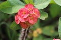 Euphorbia milii Crown of thorns succulent red flower dwarf plant variety