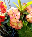 Euphorbia Milii Desmoul, Crown of Thorns, Christ Thorn Flowers in the Garden