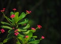 Euphorbia milii Flower buds ready to bloom