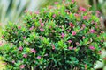 Euphorbia milii Flowers looks like bokeh Royalty Free Stock Photo
