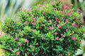 Euphorbia milii Flowers looks like bokeh