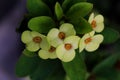 Euphorbia milii flowers are white with greenish yellow gradations