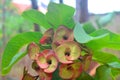 Euphorbia milii pinky-yellow-Indoor flowering red plant with thorns on a blurry background with copy space. Royalty Free Stock Photo