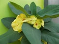 Euphorbia milii yellow green flowers closeups on closeups Royalty Free Stock Photo
