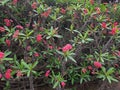 Euphorbia milii with red flowers. It is a thorny shrub native to Madagascar.