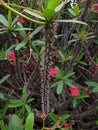 Euphorbia milii with red flowers. It is a thorny shrub native to Madagascar.