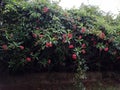 Euphorbia milii with red flowers. It is a thorny shrub native to Madagascar.