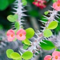Euphorbia milii shrub, perennial plant, a succulent of the Euphorbiaceae