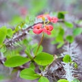 Euphorbia milii shrub, perennial plant, a succulent of family Euphorbiaceae