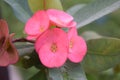 Euphorbia milii