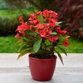 Euphorbia milii (crown of thorns), in flowerpot. Royalty Free Stock Photo