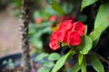 Euphorbia milii young plant in back pot