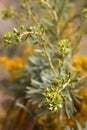 Euphorbia milky wild plant