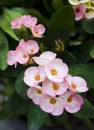 Euphorbia milli Desmoul flowers