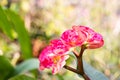 Euphorbia milli desmoul, in garden Royalty Free Stock Photo