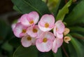 Euphorbia milli flowers