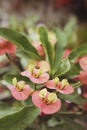 Euphorbia milli flowers Royalty Free Stock Photo