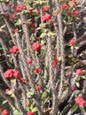 Euphorbia milli red Christ thorn plant with sharp thorns Royalty Free Stock Photo