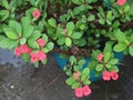 Euphorbia milli Red Flowers with Green Leaf Royalty Free Stock Photo