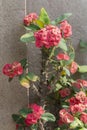 Euphorbia milli ,Red flowers - Succulent Cactus Plant growing in a garden. Howrah, West Bengal, India. Vertical image Royalty Free Stock Photo