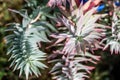 Euphorbia myrsinites, succulent plant for evergreen foliage and spiky leaves