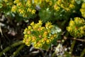 Euphorbia myrsinites - Myrtle Spurge or Donkeytail Spurge red and yellow flower clusters detail