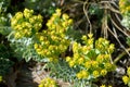 Euphorbia myrsinites - Myrtle Spurge or Donkeytail Spurge flower clusters detail closeup