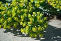 Euphorbia myrsinites - Myrtle Spurge or Donkeytail Spurge in the garden flower detail