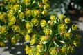 Euphorbia myrsinites - Myrtle Spurge or Donkeytail Spurge yellow and red flowers macro