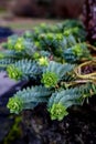 Euphorbia Myrsinites Rolling Wolf in a garden