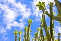 Euphorbia neriifolia L. (E. ligularia Roxb.) Mescal Tree Royalty Free Stock Photo