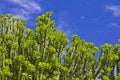 Euphorbia neriifolia L. (E. ligularia Roxb.) Mescal Tree